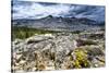 Sulphur Buckwheat Wildflower Above Lake Aloha, Lake Tahoe, California-Howie Garber-Stretched Canvas