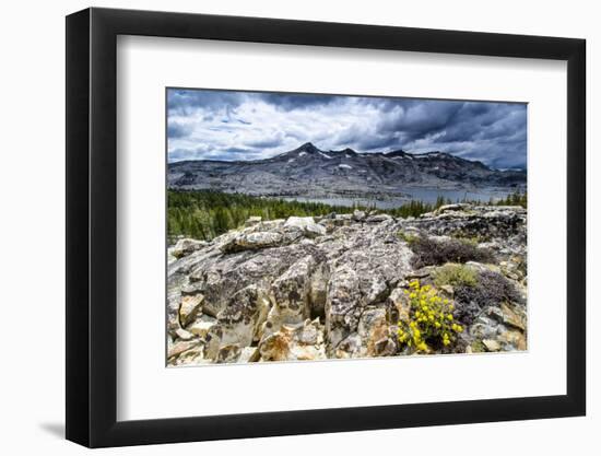 Sulphur Buckwheat Wildflower Above Lake Aloha, Lake Tahoe, California-Howie Garber-Framed Premium Photographic Print