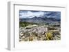 Sulphur Buckwheat Wildflower Above Lake Aloha, Lake Tahoe, California-Howie Garber-Framed Premium Photographic Print