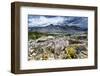 Sulphur Buckwheat Wildflower Above Lake Aloha, Lake Tahoe, California-Howie Garber-Framed Photographic Print