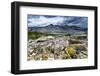 Sulphur Buckwheat Wildflower Above Lake Aloha, Lake Tahoe, California-Howie Garber-Framed Photographic Print