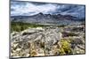 Sulphur Buckwheat Wildflower Above Lake Aloha, Lake Tahoe, California-Howie Garber-Mounted Photographic Print