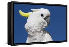 Sulphur-Crested Cockatoo (Cacatua Galerita), Captive-Lynn M^ Stone-Framed Stretched Canvas