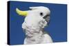 Sulphur-Crested Cockatoo (Cacatua Galerita), Captive-Lynn M^ Stone-Stretched Canvas