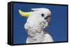 Sulphur-Crested Cockatoo (Cacatua Galerita), Captive-Lynn M^ Stone-Framed Stretched Canvas