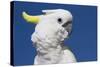 Sulphur-Crested Cockatoo (Cacatua Galerita), Captive-Lynn M^ Stone-Stretched Canvas