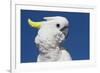 Sulphur-Crested Cockatoo (Cacatua Galerita), Captive-Lynn M^ Stone-Framed Photographic Print