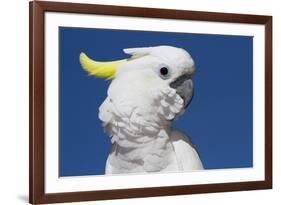 Sulphur-Crested Cockatoo (Cacatua Galerita), Captive-Lynn M^ Stone-Framed Photographic Print