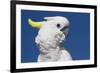 Sulphur-Crested Cockatoo (Cacatua Galerita), Captive-Lynn M^ Stone-Framed Photographic Print