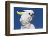 Sulphur-Crested Cockatoo (Cacatua Galerita), Captive-Lynn M^ Stone-Framed Photographic Print