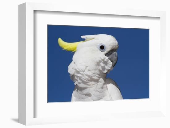 Sulphur-Crested Cockatoo (Cacatua Galerita), Captive-Lynn M^ Stone-Framed Photographic Print