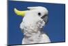 Sulphur-Crested Cockatoo (Cacatua Galerita), Captive-Lynn M^ Stone-Mounted Photographic Print