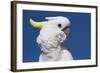 Sulphur-Crested Cockatoo (Cacatua Galerita), Captive-Lynn M^ Stone-Framed Photographic Print