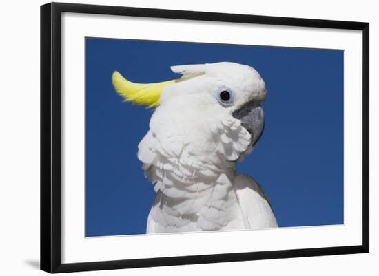 Sulphur-Crested Cockatoo (Cacatua Galerita), Captive-Lynn M^ Stone-Framed Photographic Print