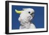 Sulphur-Crested Cockatoo (Cacatua Galerita), Captive-Lynn M^ Stone-Framed Photographic Print