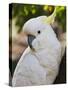 Sulphur-Crested Cockatoo, Dandenong Ranges, Victoria, Australia, Pacific-Schlenker Jochen-Stretched Canvas