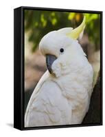 Sulphur-Crested Cockatoo, Dandenong Ranges, Victoria, Australia, Pacific-Schlenker Jochen-Framed Stretched Canvas