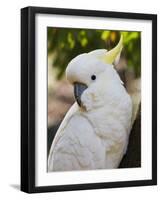 Sulphur-Crested Cockatoo, Dandenong Ranges, Victoria, Australia, Pacific-Schlenker Jochen-Framed Photographic Print
