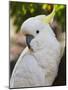 Sulphur-Crested Cockatoo, Dandenong Ranges, Victoria, Australia, Pacific-Schlenker Jochen-Mounted Photographic Print