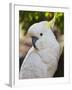 Sulphur-Crested Cockatoo, Dandenong Ranges, Victoria, Australia, Pacific-Schlenker Jochen-Framed Photographic Print