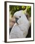 Sulphur-Crested Cockatoo, Dandenong Ranges, Victoria, Australia, Pacific-Schlenker Jochen-Framed Photographic Print