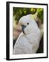 Sulphur-Crested Cockatoo, Dandenong Ranges, Victoria, Australia, Pacific-Schlenker Jochen-Framed Photographic Print