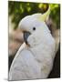 Sulphur-Crested Cockatoo, Dandenong Ranges, Victoria, Australia, Pacific-Schlenker Jochen-Mounted Photographic Print