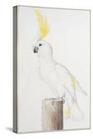 Sulphur-Crested Cockatoo-Nicolas Robert-Stretched Canvas