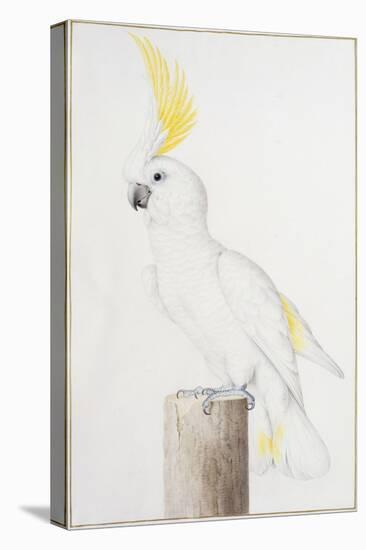 Sulphur-Crested Cockatoo-Nicolas Robert-Stretched Canvas