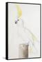 Sulphur-Crested Cockatoo-Nicolas Robert-Framed Stretched Canvas