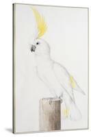 Sulphur-Crested Cockatoo-Nicolas Robert-Stretched Canvas