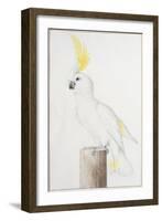 Sulphur-Crested Cockatoo-Nicolas Robert-Framed Giclee Print