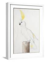 Sulphur-Crested Cockatoo-Nicolas Robert-Framed Giclee Print