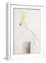 Sulphur-Crested Cockatoo-Nicolas Robert-Framed Giclee Print