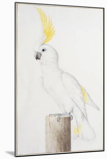 Sulphur-Crested Cockatoo-Nicolas Robert-Mounted Giclee Print