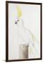 Sulphur-Crested Cockatoo-Nicolas Robert-Framed Giclee Print