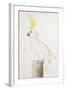 Sulphur-Crested Cockatoo-Nicolas Robert-Framed Giclee Print