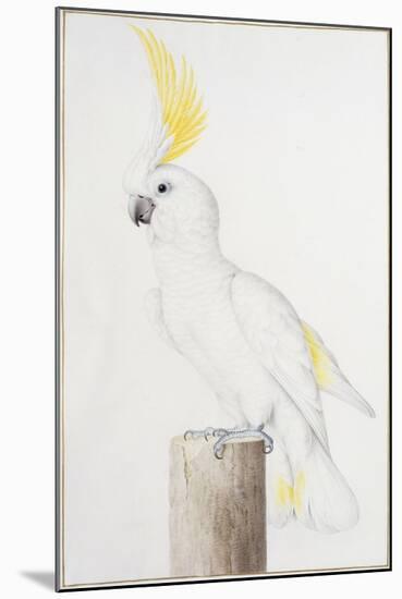 Sulphur-Crested Cockatoo-Nicolas Robert-Mounted Giclee Print