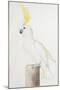 Sulphur-Crested Cockatoo-Nicolas Robert-Mounted Giclee Print