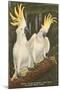 Sulphur-Crested Cockatoos, Miami, Florida-null-Mounted Art Print