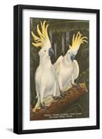 Sulphur-Crested Cockatoos, Miami, Florida-null-Framed Art Print