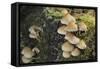 Sulphur Tuft Fungi (Hypholoma Fasciculare) Growing on a Rotten Mossy Log in Deciduous Woodland-Nick Upton-Framed Stretched Canvas