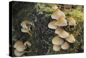 Sulphur Tuft Fungi (Hypholoma Fasciculare) Growing on a Rotten Mossy Log in Deciduous Woodland-Nick Upton-Stretched Canvas