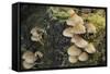 Sulphur Tuft Fungi (Hypholoma Fasciculare) Growing on a Rotten Mossy Log in Deciduous Woodland-Nick Upton-Framed Stretched Canvas