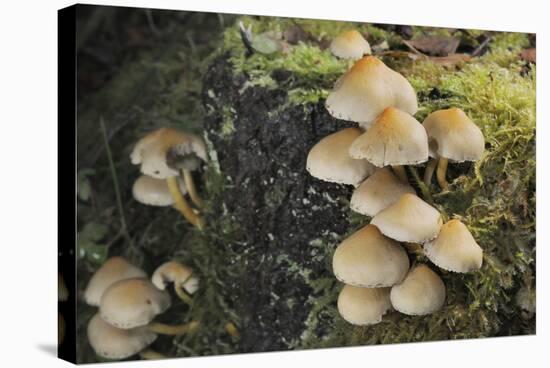 Sulphur Tuft Fungi (Hypholoma Fasciculare) Growing on a Rotten Mossy Log in Deciduous Woodland-Nick Upton-Stretched Canvas