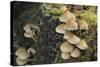 Sulphur Tuft Fungi (Hypholoma Fasciculare) Growing on a Rotten Mossy Log in Deciduous Woodland-Nick Upton-Stretched Canvas