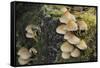 Sulphur Tuft Fungi (Hypholoma Fasciculare) Growing on a Rotten Mossy Log in Deciduous Woodland-Nick Upton-Framed Stretched Canvas