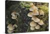 Sulphur Tuft Fungi (Hypholoma Fasciculare) Growing on a Rotten Mossy Log in Deciduous Woodland-Nick Upton-Stretched Canvas