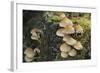 Sulphur Tuft Fungi (Hypholoma Fasciculare) Growing on a Rotten Mossy Log in Deciduous Woodland-Nick Upton-Framed Photographic Print