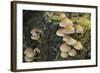 Sulphur Tuft Fungi (Hypholoma Fasciculare) Growing on a Rotten Mossy Log in Deciduous Woodland-Nick Upton-Framed Photographic Print